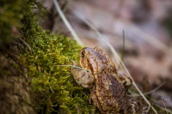 Красивая мелкая глубина поля крупным планом жабы в естественной среде обитания ранней весной — стоковое фото