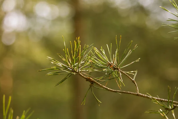 Beautiful pine branches in a natural habitat in early spring. — Stock Photo, Image