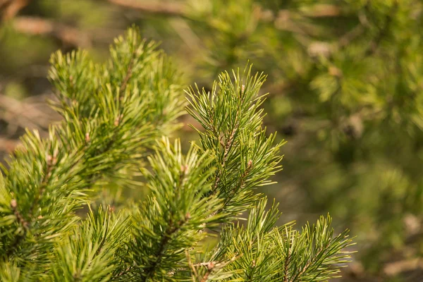 Belos ramos de pinho em um habitat natural no início da primavera . — Fotografia de Stock