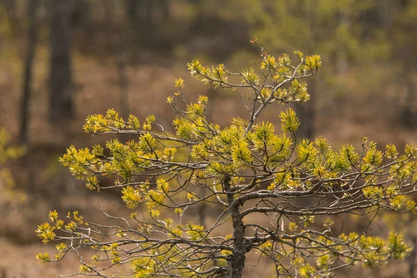 Hermosas ramas de pino en un hábitat natural a principios de primavera . — Foto de Stock