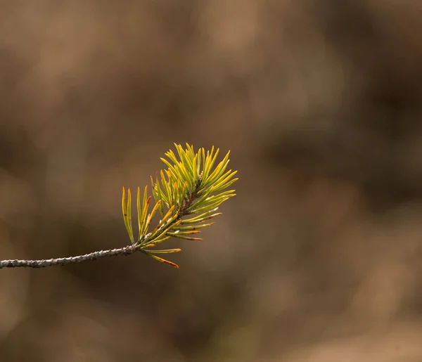 Belos ramos de pinho em um habitat natural no início da primavera . — Fotografia de Stock