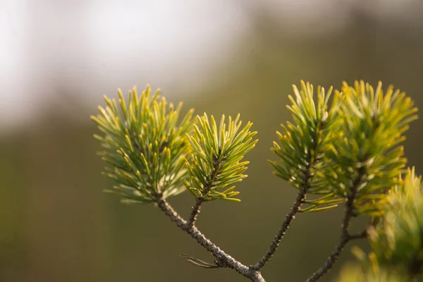 Hermosas ramas de pino en un hábitat natural a principios de primavera . — Foto de Stock