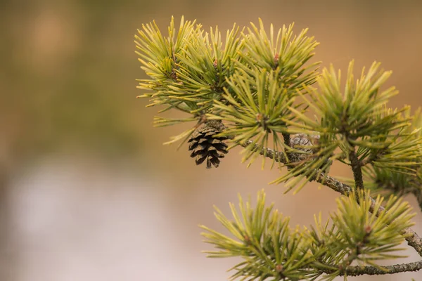 Beautiful pine branches in a natural habitat in early spring. — Stock Photo, Image