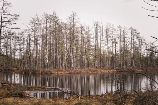 Un hermoso paisaje primaveral de un pantano con estanques de agua —  Fotos de Stock