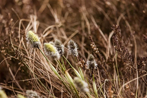 Lindas lebres cauda de algodão grama em um habitat natural no início da primavera . — Fotografia de Stock