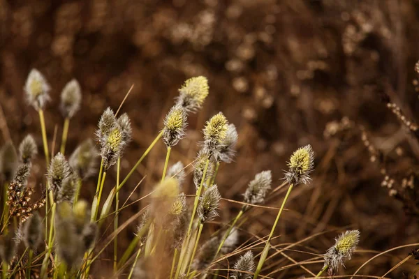 Belle lepri coda cottongrass in un habitat naturale all'inizio della primavera . — Foto Stock