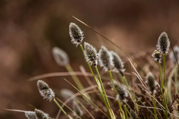 Mooie hazen staart cottongrass in een natuurlijke habitat in het vroege voorjaar. — Stockfoto