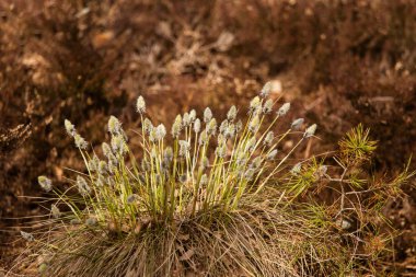 Güzel tavşanı doğal ortamlarında cottongrass erken ilkbaharda kuyruk..
