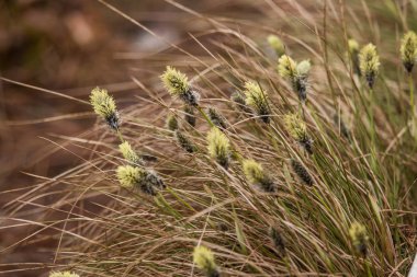 Güzel tavşanı doğal ortamlarında cottongrass erken ilkbaharda kuyruk..