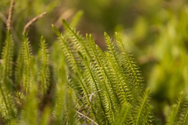 Güzel, taze sürünen cedars erken baharda doğal ortamlarında.