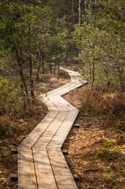 Güzel bir ahşap patika bir erken Bahar bataklık