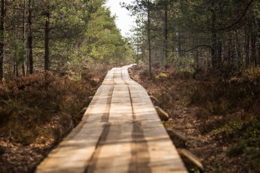 Güzel bir ahşap patika bir erken Bahar bataklık