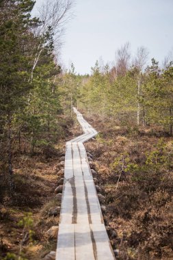 Güzel bir ahşap patika bir erken Bahar bataklık