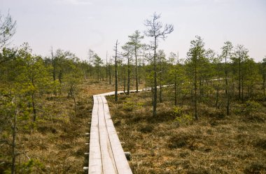 Güzel bir ahşap patika bir erken Bahar bataklık