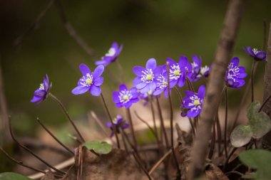 Erken baharda doğal ortamlarında güzel mavi kidneyworts.