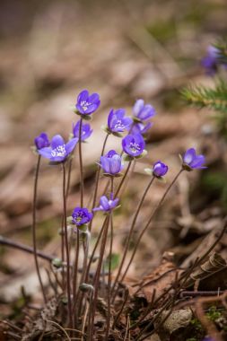 Erken baharda doğal ortamlarında güzel mavi kidneyworts.