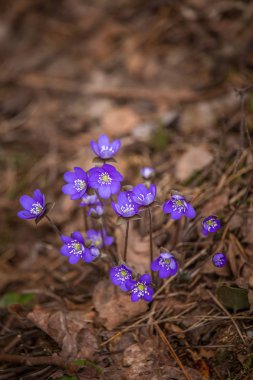 Erken baharda doğal ortamlarında güzel mavi kidneyworts.