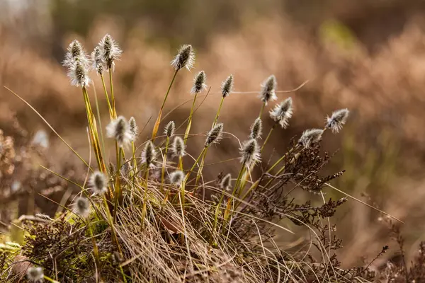 Lindas lebres cauda de algodão grama em um habitat natural no início da primavera . — Fotografia de Stock