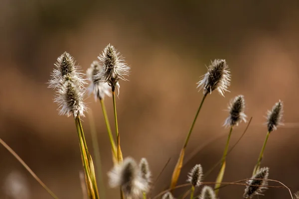 Belle lepri coda cottongrass in un habitat naturale all'inizio della primavera . — Foto Stock