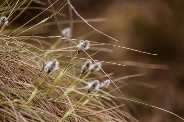 Güzel tavşanı doğal ortamlarında cottongrass erken ilkbaharda kuyruk.. — Stok fotoğraf