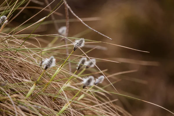 아름 다운 토끼 꼬리 cottongrass 자연 서식 지에서 초 봄에. — 스톡 사진