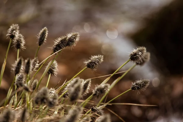 Beautiful hares tail cottongrass in a natural habitat in early spring. — Stock Photo, Image