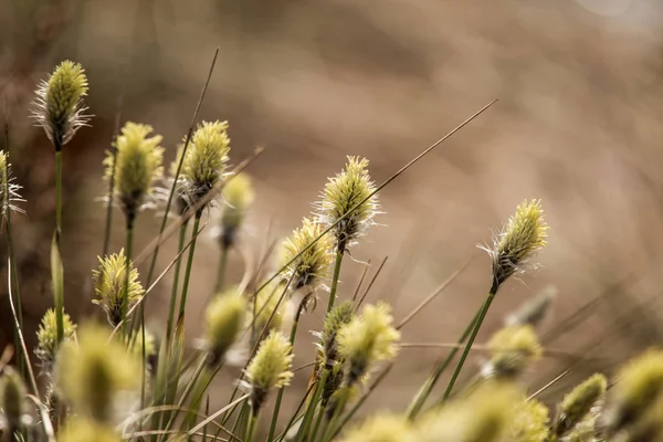 Krásné zajíci ocas cottongrass v přirozeném prostředí brzy na jaře. — Stock fotografie