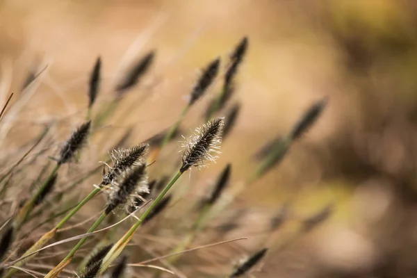 Szép nyúl farok egy természetes élőhely cottongrass, kora tavasszal. — Stock Fotó
