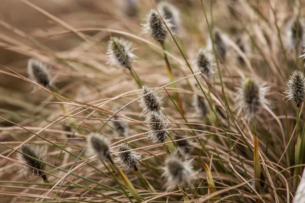 아름 다운 토끼 꼬리 cottongrass 자연 서식 지에서 초 봄에. — 스톡 사진