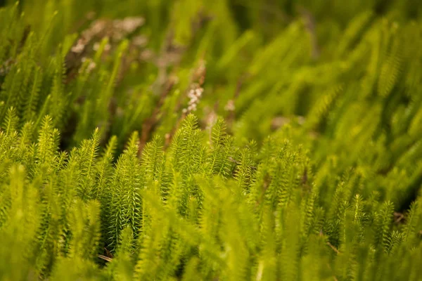 Красиві, свіжі повзучі кедри в природному середовищі на початку весни . — стокове фото