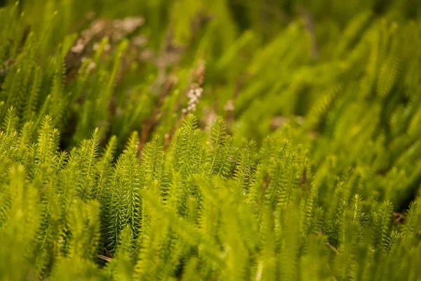 Piękny, świeży cedars pełzania w naturalnym środowisku wczesną wiosną. — Zdjęcie stockowe