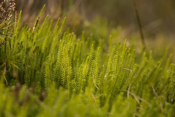 Cedri striscianti freschi e belli in un habitat naturale all'inizio della primavera . — Foto Stock