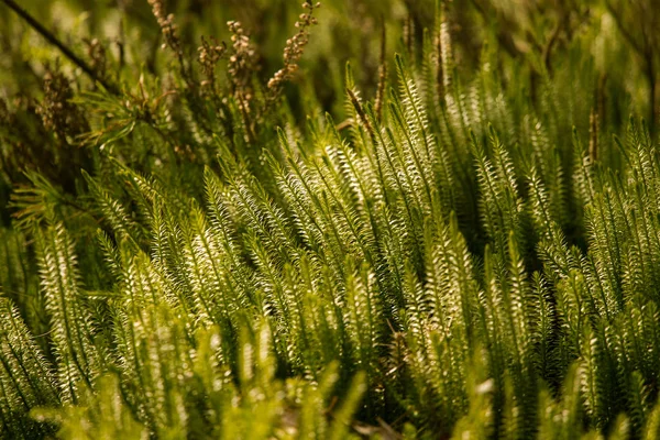 Beautiful, fresh creeping cedars in a natural habitat in early spring. — Stock Photo, Image