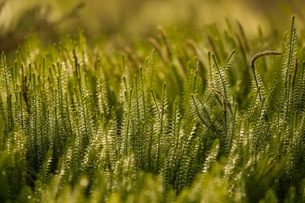 Beaux cèdres rampants frais dans un habitat naturel au début du printemps . — Photo