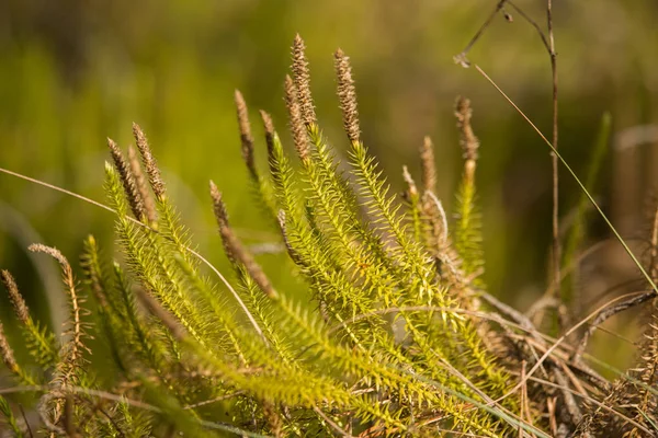 Bonitos, frescos cedros rastejantes em um habitat natural no início da primavera . — Fotografia de Stock