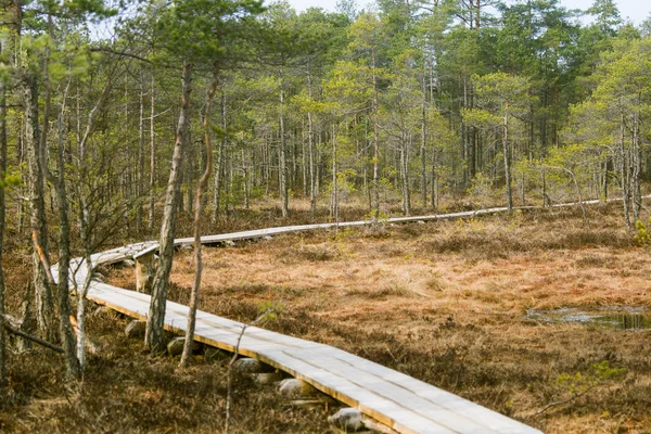 Um belo caminho de madeira em um pântano no início da primavera — Fotografia de Stock