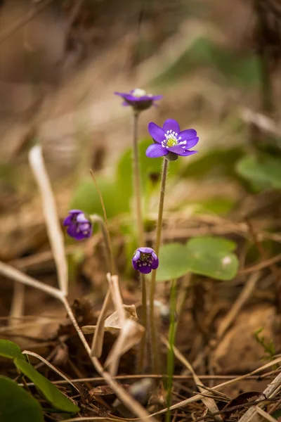 Erken baharda doğal ortamlarında güzel mavi kidneyworts.