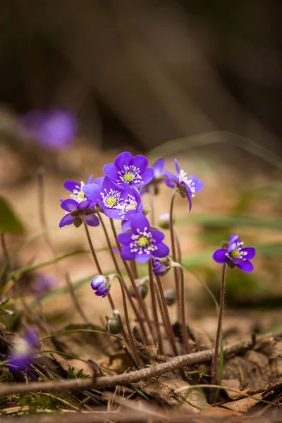 Beautiful blue kidneyworts in a natural habitat in early spring. — Stock Photo, Image