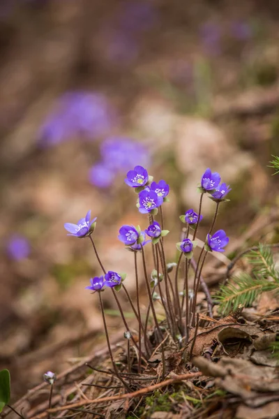 Bei kidneyworts blu in un habitat naturale all'inizio della primavera . — Foto Stock