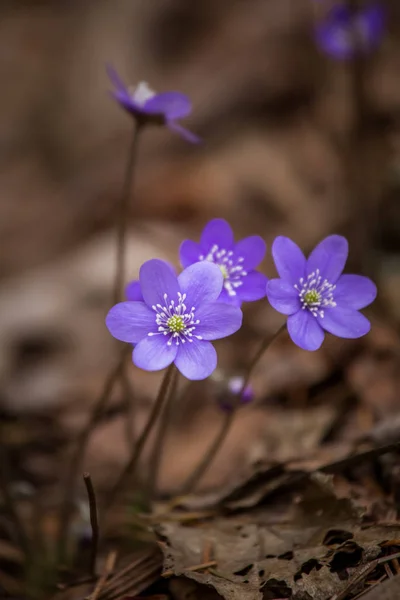 Beautiful blue kidneyworts in a natural habitat in early spring. — Stock Photo, Image