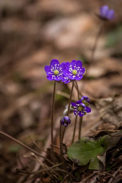 Beautiful blue kidneyworts in a natural habitat in early spring. — Stock Photo, Image