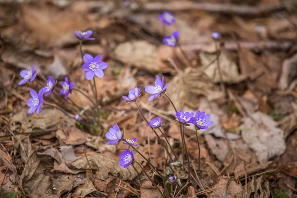 Beautiful blue kidneyworts in a natural habitat in early spring. — Stock Photo, Image