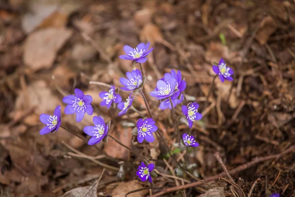Erken baharda doğal ortamlarında güzel mavi kidneyworts.