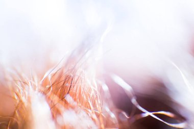 Soyut, renkli makro bir keçi kürk. Alan, sanatsal renkler, dekoratif bir görünüm sığ derinliği.