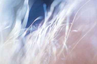 Soyut, renkli makro bir keçi kürk. Alan, sanatsal renkler, dekoratif bir görünüm sığ derinliği.