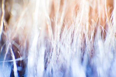 Soyut, renkli makro bir keçi kürk. Alan, sanatsal renkler, dekoratif bir görünüm sığ derinliği.