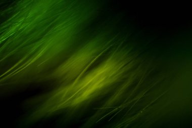 Soyut makro kürk yeşil tonlarında. Alan, sanatsal renkler, dekoratif bir görünüm sığ derinliği.