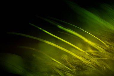 Soyut makro kürk yeşil tonlarında. Alan, sanatsal renkler, dekoratif bir görünüm sığ derinliği.