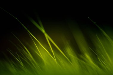 Soyut makro kürk yeşil tonlarında. Alan, sanatsal renkler, dekoratif bir görünüm sığ derinliği.