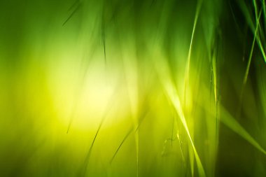 Soyut makro kürk yeşil tonlarında. Alan, sanatsal renkler, dekoratif bir görünüm sığ derinliği.